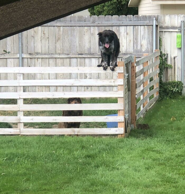 Bật cười xem những chú chó 'cư xử' như thể mình là mèo - 11