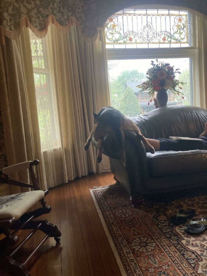 Bật cười xem những chú chó 'cư xử' như thể mình là mèo - 7