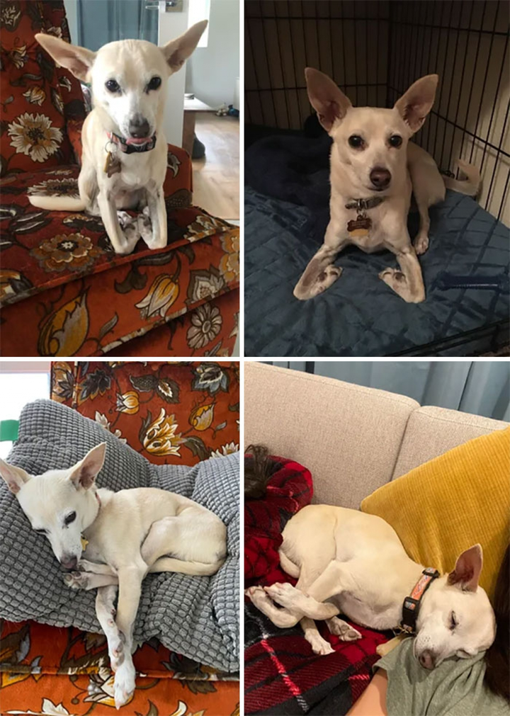 Bật cười xem những chú chó 'cư xử' như thể mình là mèo - 8