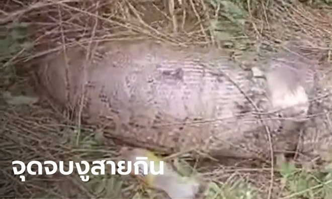 Trăn khổng lồ vỡ bụng chết thảm sau khi nuốt chửng con bê - 2