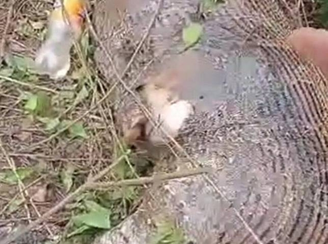 Trăn khổng lồ vỡ bụng chết thảm sau khi nuốt chửng con bê - 1