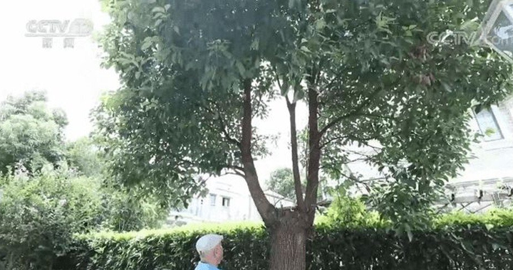 Người đàn ông bị phạt nửa tỷ đồng vì tỉa cây của chính mình, cư dân mạng bức xúc - 1