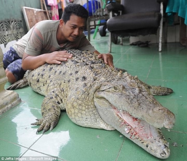 Gia đình nuôi cá sấu 200kg trong nhà làm thú cưng, chiều chuộng như con - 1