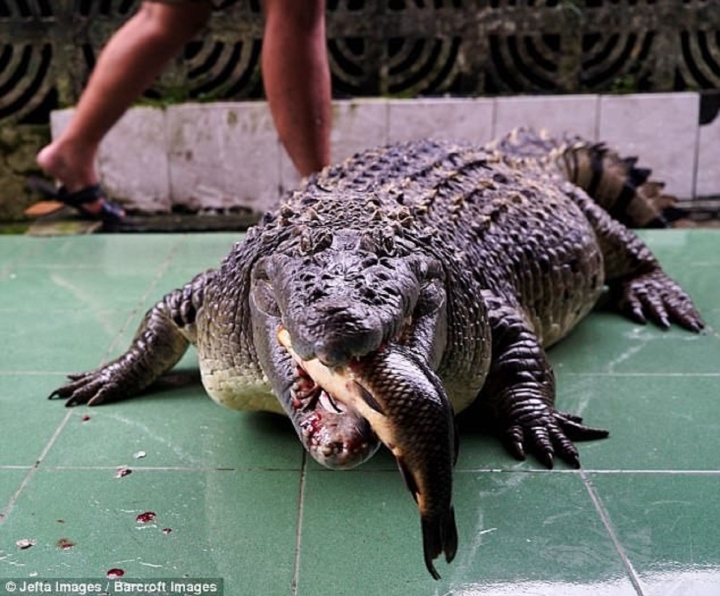 Gia đình nuôi cá sấu 200kg trong nhà làm thú cưng, chiều chuộng như con - 4