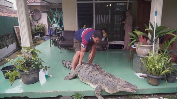 Gia đình nuôi cá sấu 200kg trong nhà làm thú cưng, chiều chuộng như con - 5