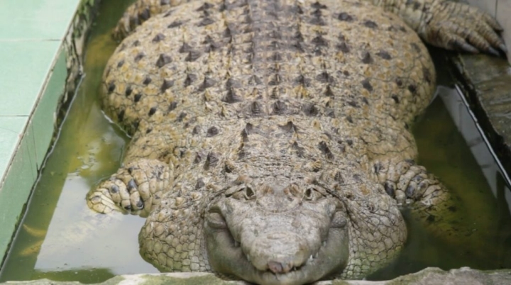 Gia đình nuôi cá sấu 200kg trong nhà làm thú cưng, chiều chuộng như con - 2