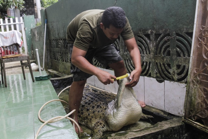 Gia đình nuôi cá sấu 200kg trong nhà làm thú cưng, chiều chuộng như con - 3