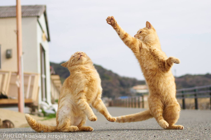 Mục sở thị những trận 'ẩu đả' đậm chất võ thuật đường phố của loài mèo - 7