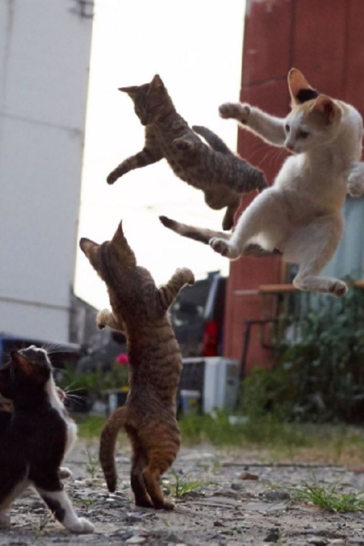 Mục sở thị những trận 'ẩu đả' đậm chất võ thuật đường phố của loài mèo - 4