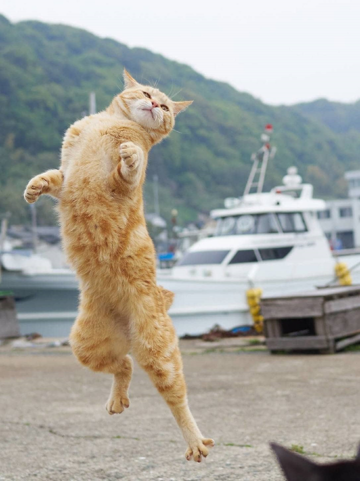 Bắt quả tang hội mèo 'luyện võ công', kỹ thuật đạt mức thượng thừa thế này đây - 9