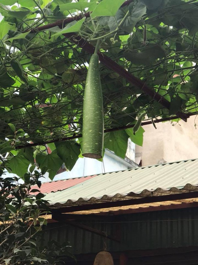 Bí kíp cắt bầu chừa lại nửa quả trên cây để nuôi tiếp và cái kết không ngờ tới - 2