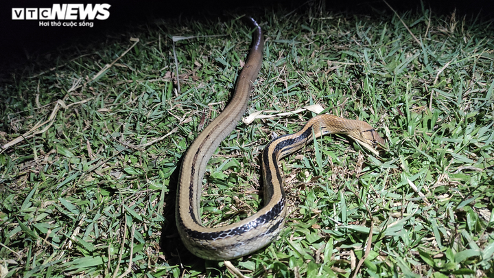 Ảnh: Mê mẩn theo chân đội câu cá lóc đêm ở Hà Tĩnh - 11