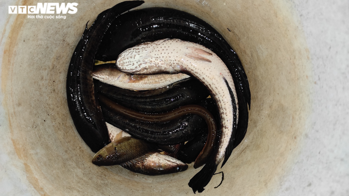 Ảnh: Mê mẩn theo chân đội câu cá lóc đêm ở Hà Tĩnh - 12