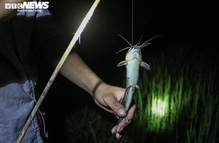 Ảnh: Mê mẩn theo chân đội câu cá lóc đêm ở Hà Tĩnh - 8