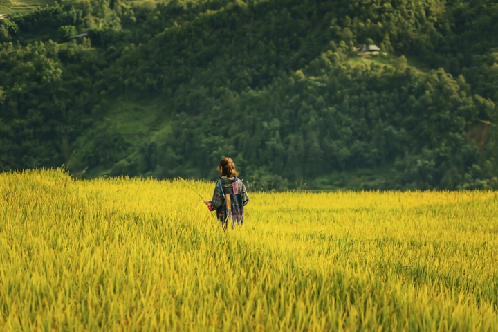 Sapa mùa lúa chín: Vắng lặng nhưng vẫn đẹp rực rỡ sắc vàng - 8