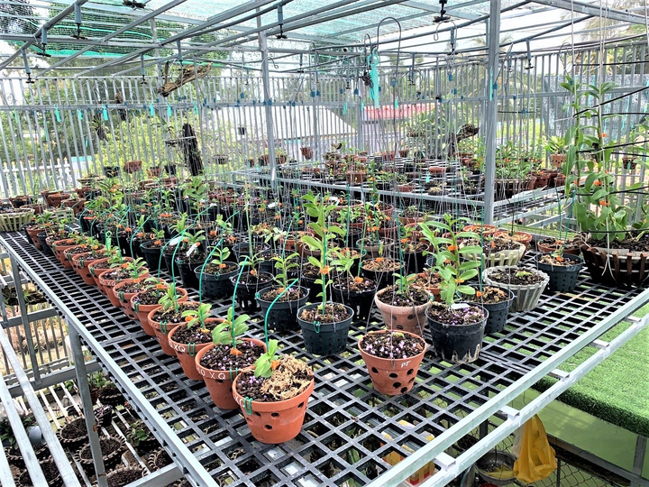 Từ thầy giáo giỏi đến ông chủ vườn lan Phan Huỳnh Như - 2