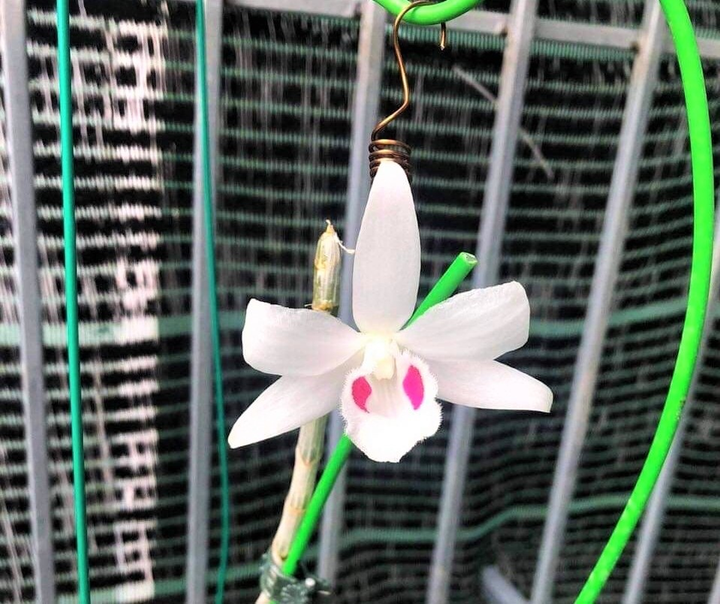 Từ thầy giáo giỏi đến ông chủ vườn lan Phan Huỳnh Như - 3