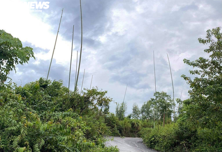 Ảnh: Hiện trường 'bắt vạ' 50 triệu/cây gỗ tạp, nhiều công an bị đánh nhập viện - 3