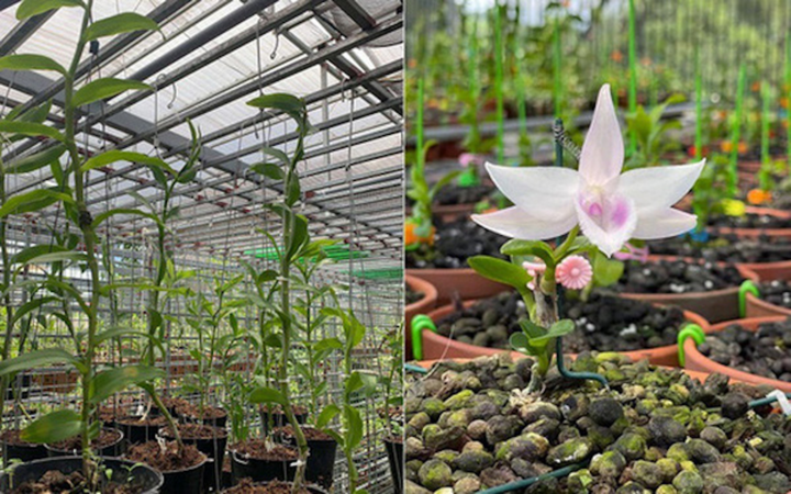 Ngậm đắng nuốt cay vì những thương vụ lừa đảo lan đột biến - 1