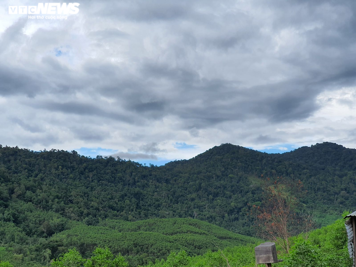 Ảnh: Lợi dụng dịch, lâm tặc 'xẻ thịt' nhiều cây cổ thụ rừng tự nhiên ở Đắk Lắk - 1