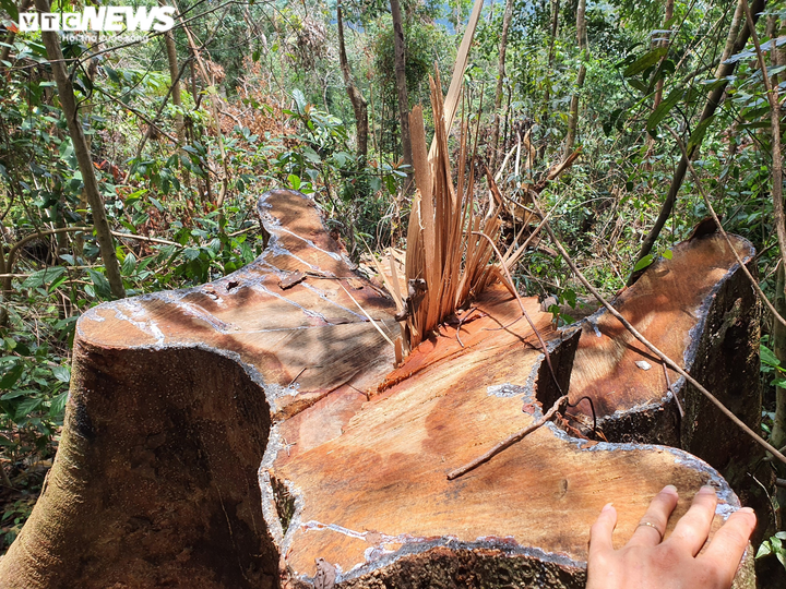 Ảnh: Lợi dụng dịch, lâm tặc 'xẻ thịt' nhiều cây cổ thụ rừng tự nhiên ở Đắk Lắk - 3