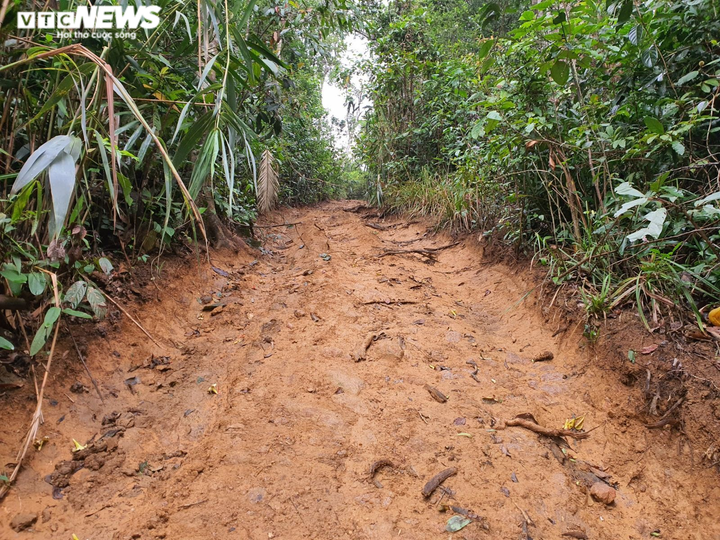 Ảnh: Lợi dụng dịch, lâm tặc 'xẻ thịt' nhiều cây cổ thụ rừng tự nhiên ở Đắk Lắk - 2