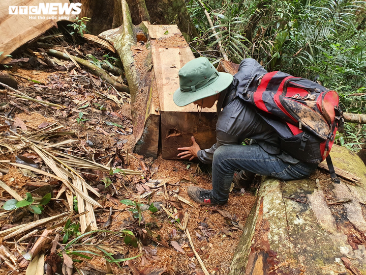 Ảnh: Lợi dụng dịch, lâm tặc 'xẻ thịt' nhiều cây cổ thụ rừng tự nhiên ở Đắk Lắk - 5