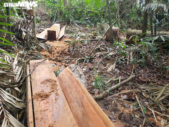 Ảnh: Lợi dụng dịch, lâm tặc 'xẻ thịt' nhiều cây cổ thụ rừng tự nhiên ở Đắk Lắk - 7