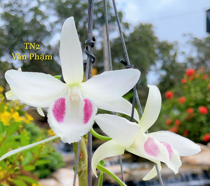 Ông chủ vườn lan Vân Phạm và niềm tin vào ngành lan - 4