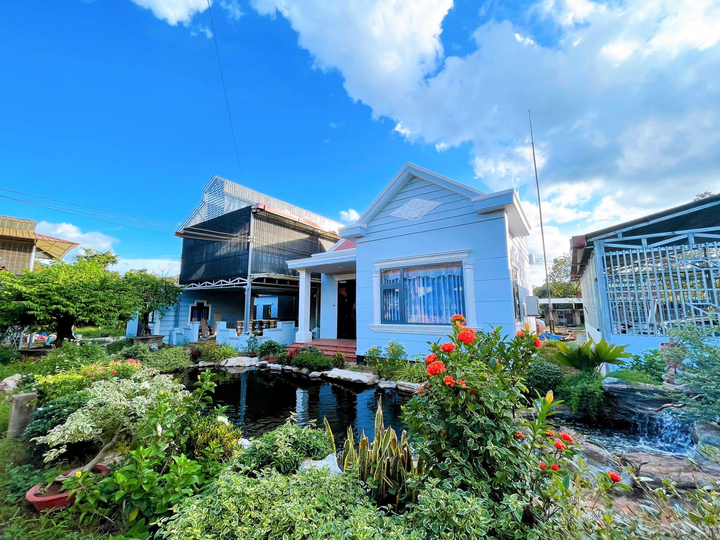 Ông chủ vườn lan Vân Phạm và niềm tin vào ngành lan - 2