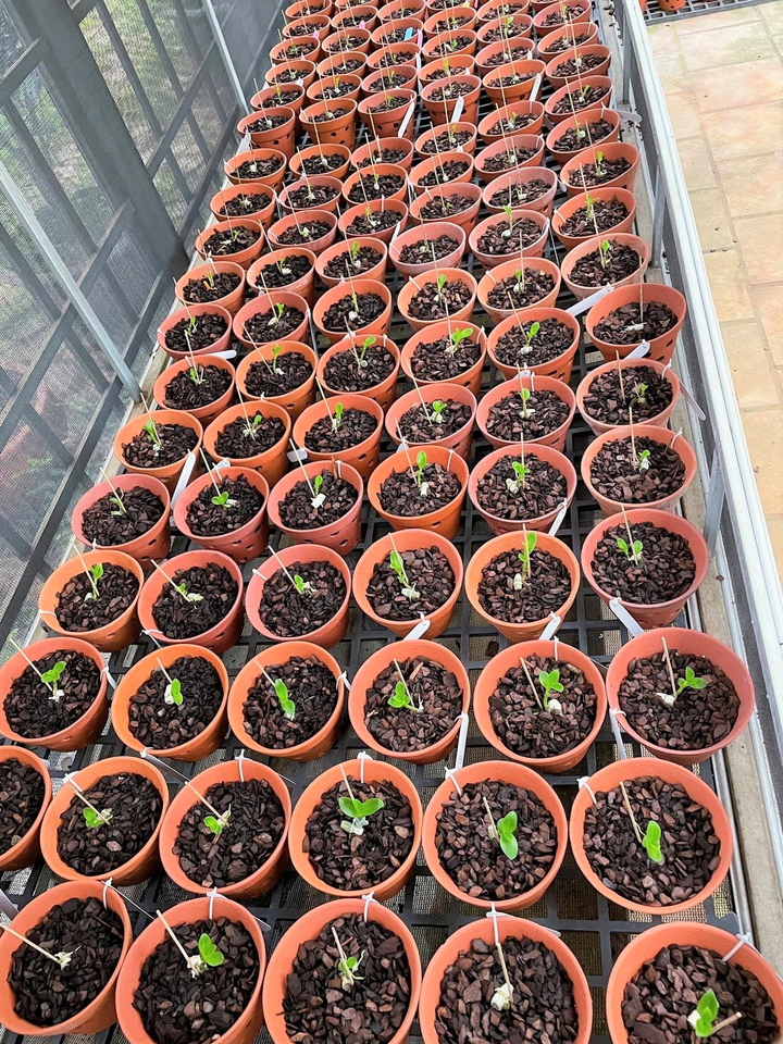 Ông chủ vườn lan Vân Phạm và niềm tin vào ngành lan - 6