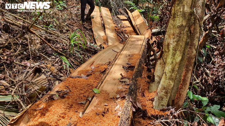 Ảnh: Lợi dụng dịch, lâm tặc 'xẻ thịt' nhiều cây cổ thụ rừng tự nhiên ở Đắk Lắk - 8