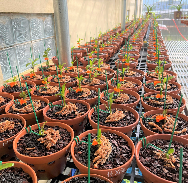 Từ kinh doanh vật liệu xây dựng đến ông chủ vườn lan Lê Quốc Tiệp - 3