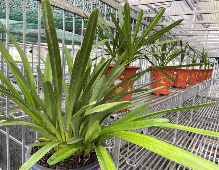 Từ kinh doanh vật liệu xây dựng đến ông chủ vườn lan Lê Quốc Tiệp - 4