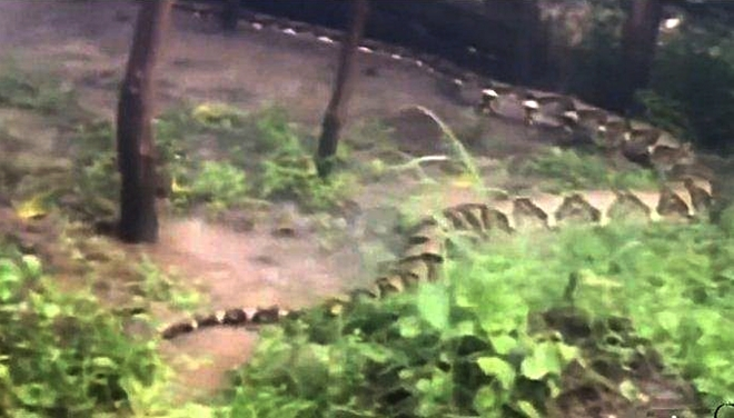 Đi câu cá, gặp 'xà tinh' dài 8m, thân to như cây dừa - 1