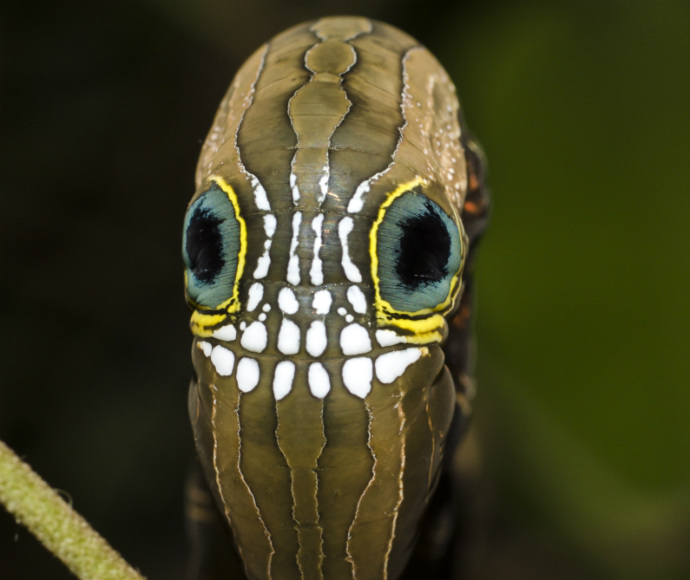 Giật mình với loài sâu mang ‘mặt nạ đầu lâu’ để dọa kẻ địch - 1