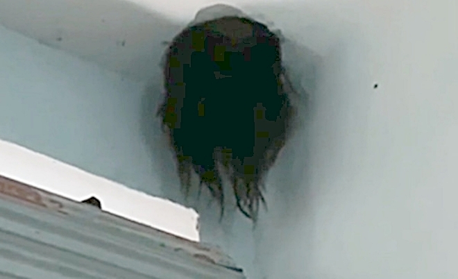 Giải cứu bé gái, cảnh sát sợ hết hồn bởi cảnh tượng hệt phim kinh dị - 1