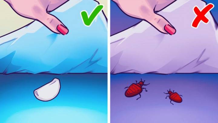 Vì sao nên đặt một nhánh tỏi dưới gối khi ngủ? - 1