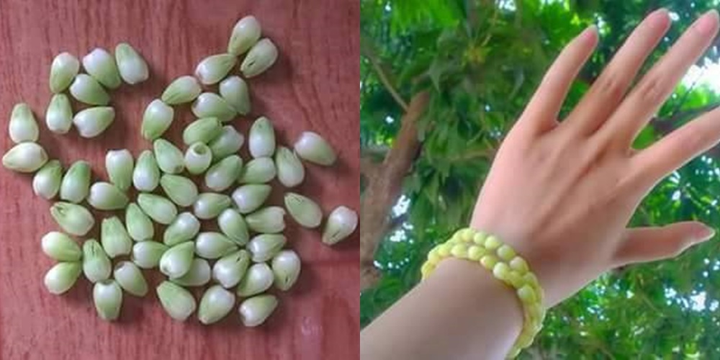 Trứng gà nhưng lại lủng lẳng trên cây, loại quả gợi nhắc tuổi thơ của bao người - 3