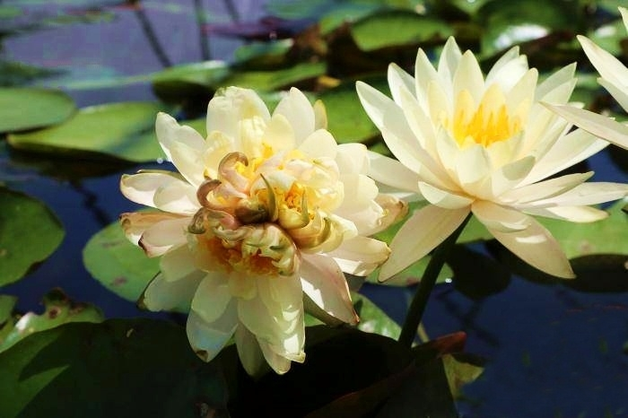 Xuất hiện hoa súng 7 nhụy cực hiếm làm xôn xao dư luận Trung Quốc - 1