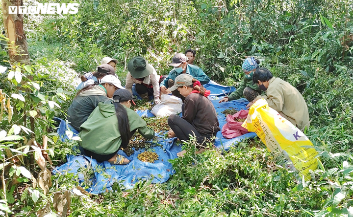 Ảnh: Người dân Gia Lai đổ xô vào rừng săn loại quả 3 năm mới có một lần - 1