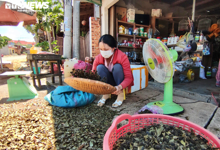 Ảnh: Người dân Gia Lai đổ xô vào rừng săn loại quả 3 năm mới có một lần - 7