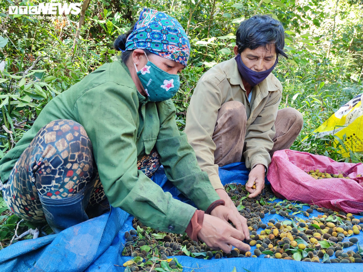 Ảnh: Người dân Gia Lai đổ xô vào rừng săn loại quả 3 năm mới có một lần - 3