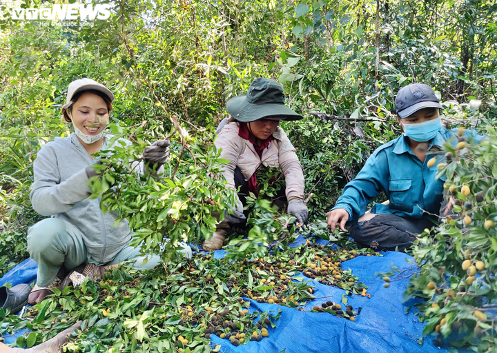 Ảnh: Người dân Gia Lai đổ xô vào rừng săn loại quả 3 năm mới có một lần - 2