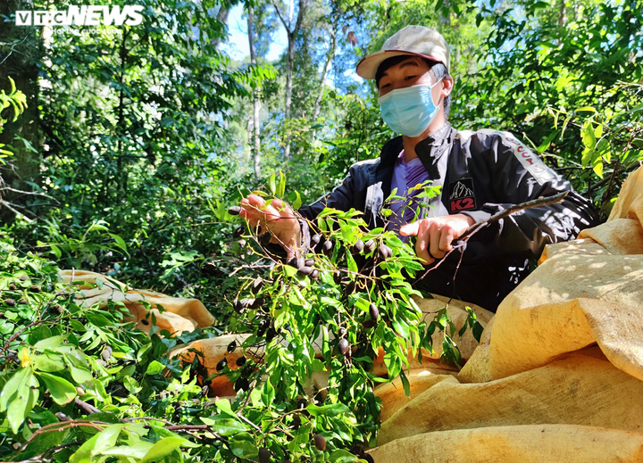 Ảnh: Người dân Gia Lai đổ xô vào rừng săn loại quả 3 năm mới có một lần - 5