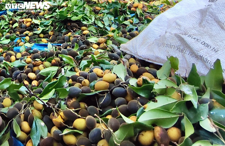 Ảnh: Người dân Gia Lai đổ xô vào rừng săn loại quả 3 năm mới có một lần - 6