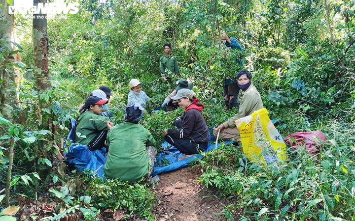 Ảnh: Người dân Gia Lai đổ xô vào rừng săn loại quả 3 năm mới có một lần - 9