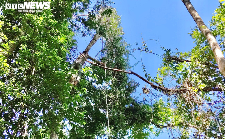 Ảnh: Người dân Gia Lai đổ xô vào rừng săn loại quả 3 năm mới có một lần - 4