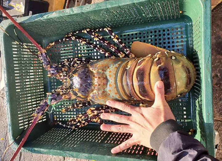 Tôm hùm bông 20 triệu/con, hàng Việt siêu hiếm nhà giàu cũng khó mua - 2