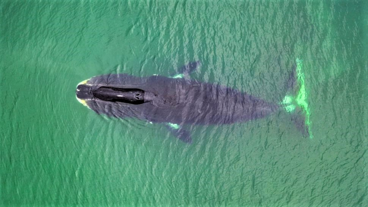 10 loài động vật sống lâu nhất trên Trái Đất - 1